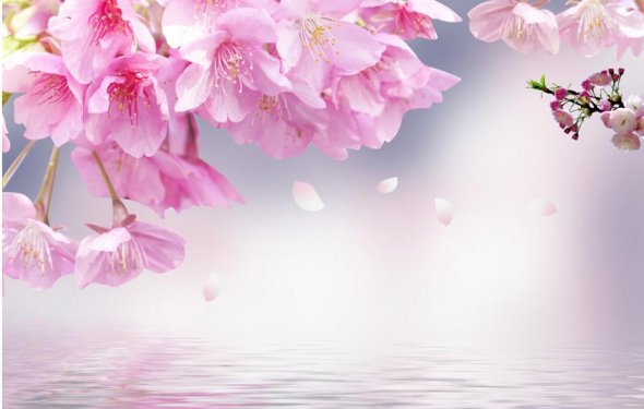 Pink cherry blossoms 3d