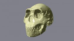 3D scan of fossilized skull of Homo naledi.