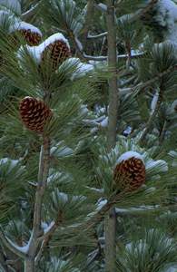 Cones on a fir-tree