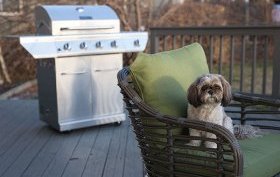 sweet Shih Tzu enjoying time sitting on a garden deck